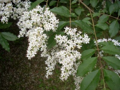 Ligustrum sp.